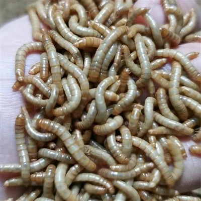Milyen előnyei vannak a csirkék étkezési féregekkel történő etetésének?