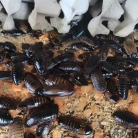 500 közepes dubia csótány