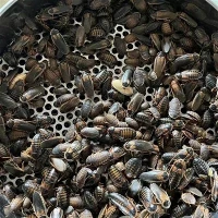 Szárított dubia csótányok