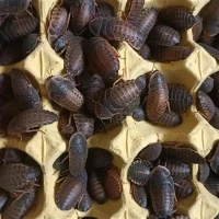 Extra nagy dubia csótányok